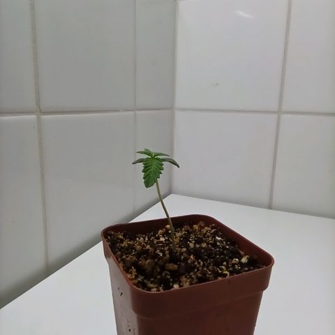 MassSuperSkunk growlog photo: Dia 7
