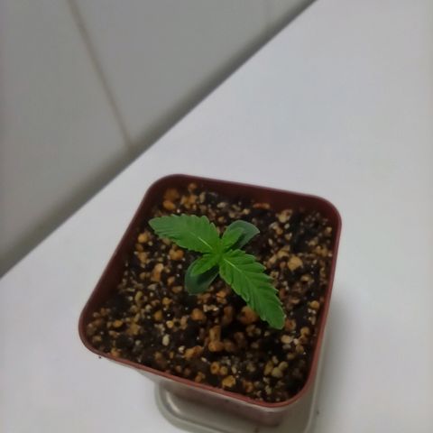 MassSuperSkunk growlog photo: Dia 7