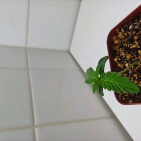 MassSuperSkunk growlog photo: Dia 7