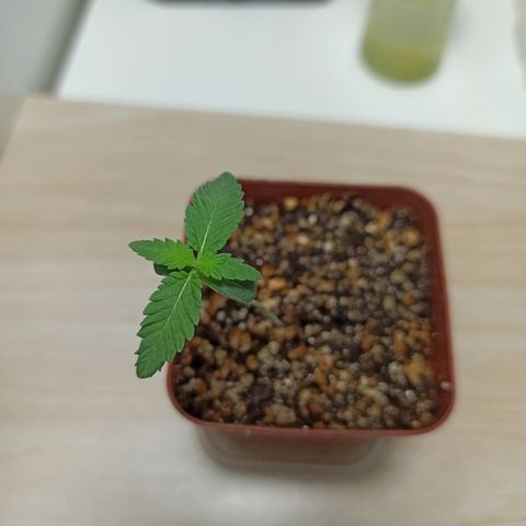 MassSuperSkunk growlog photo: Dia 9