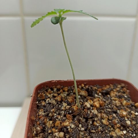 MassSuperSkunk growlog photo: Dia 9