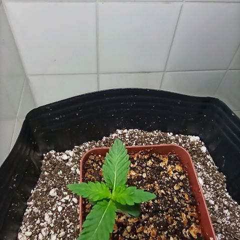 MassSuperSkunk growlog photo: Dia 10
