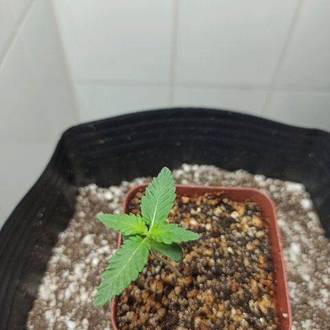 MassSuperSkunk growlog photo: Dia 10