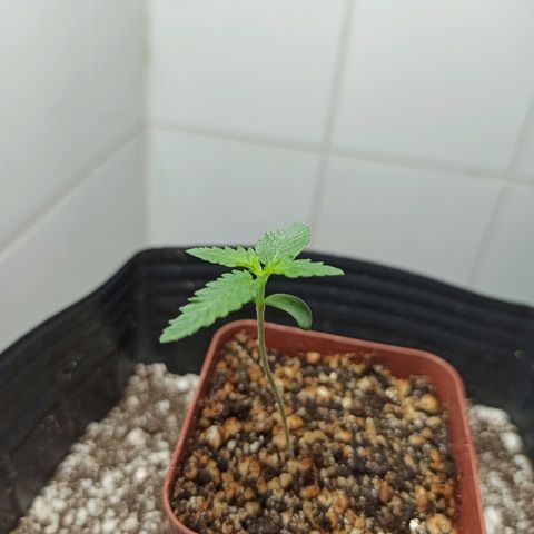 MassSuperSkunk growlog photo: Dia 10