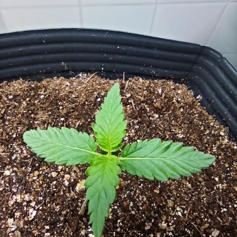 MassSuperSkunk growlog photo: Dia 11