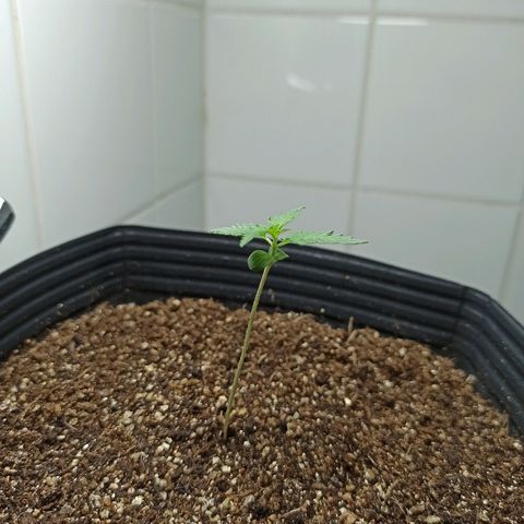 MassSuperSkunk growlog photo: Dia 11