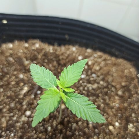 MassSuperSkunk growlog photo: Dia 12
