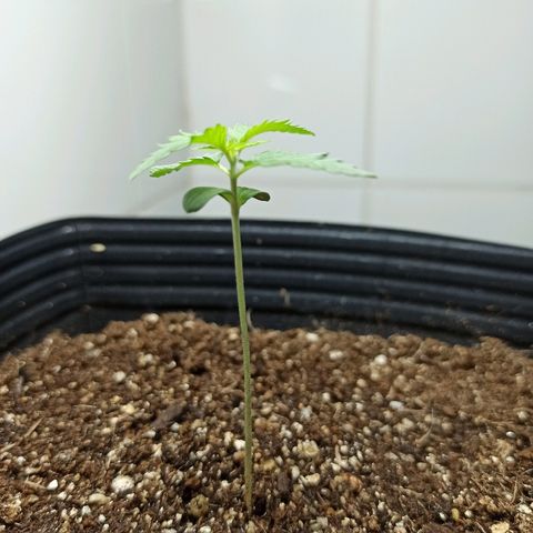 MassSuperSkunk growlog photo: Dia 12
