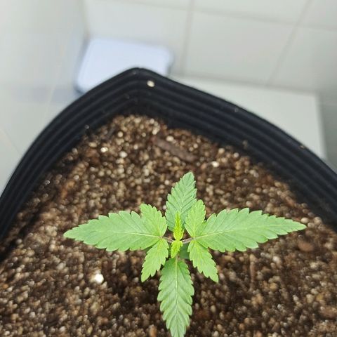 MassSuperSkunk growlog photo: Dia 14