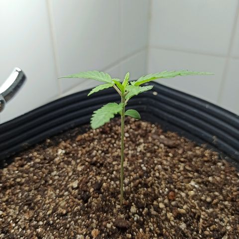 MassSuperSkunk growlog photo: Dia 14