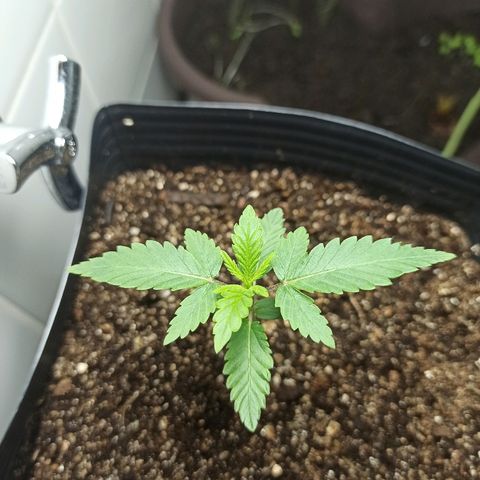 MassSuperSkunk growlog photo: Dia 15