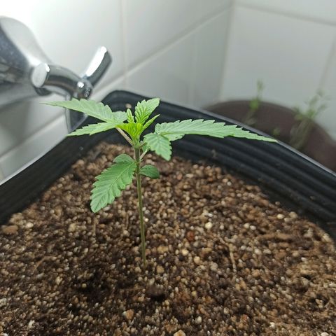 MassSuperSkunk growlog photo: Dia 15