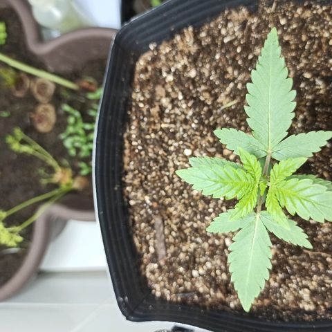 MassSuperSkunk growlog photo: Dia 16