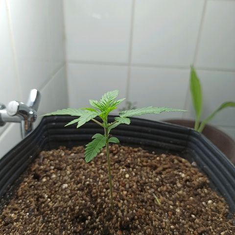 MassSuperSkunk growlog photo: Dia 16