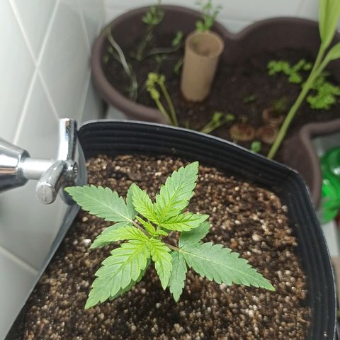 MassSuperSkunk growlog photo: Dia 17