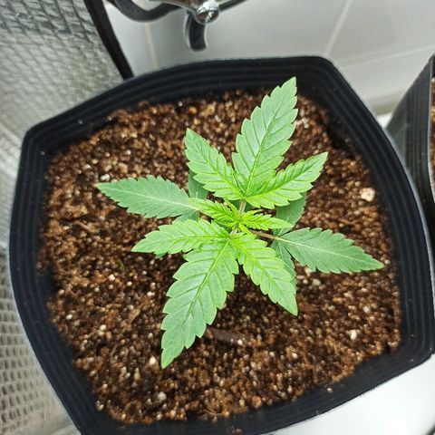 MassSuperSkunk growlog photo: Dia 18
