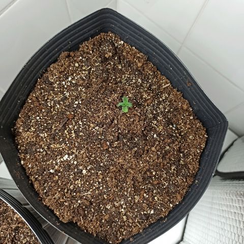 MassSuperSkunk growlog photo: Dia 1