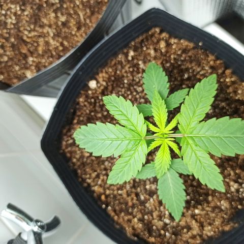 MassSuperSkunk growlog photo: Dia 19