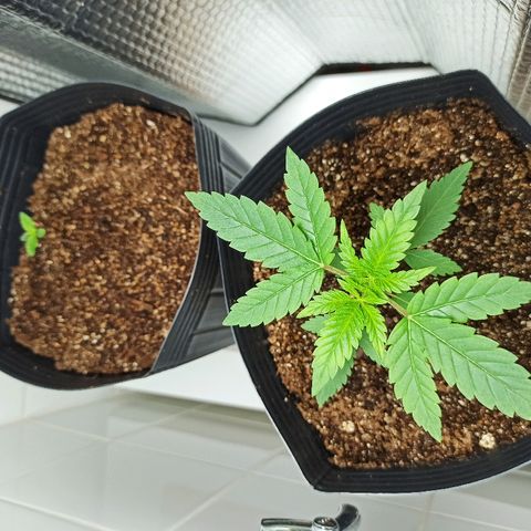 MassSuperSkunk growlog photo: Dia 20