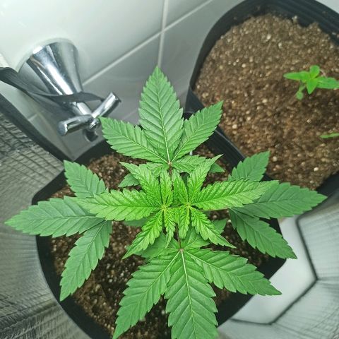 MassSuperSkunk growlog photo: Dia 24