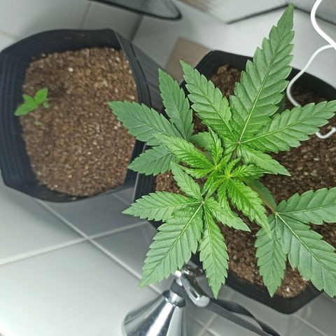 MassSuperSkunk growlog photo: Dia 23 