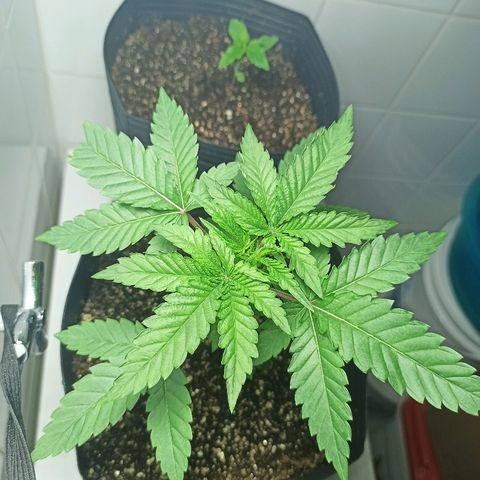 MassSuperSkunk growlog timeline photo