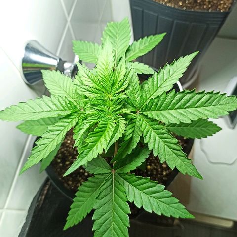 MassSuperSkunk growlog photo: Dia 27