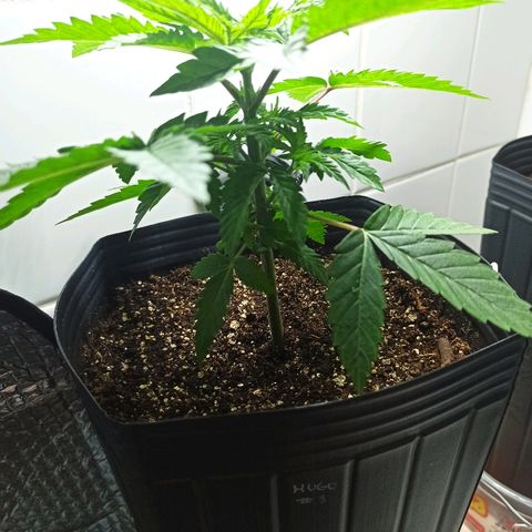 MassSuperSkunk growlog photo: Dia 27