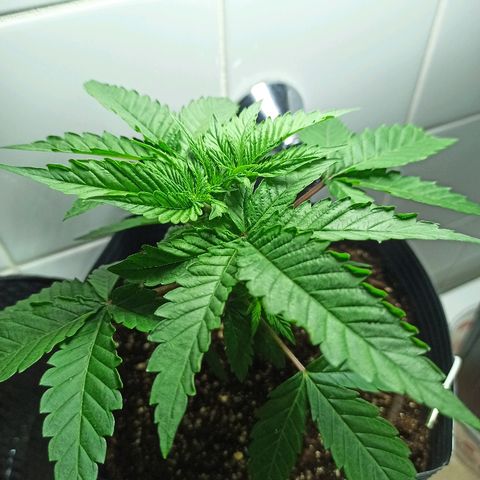 MassSuperSkunk growlog photo: Dia 27