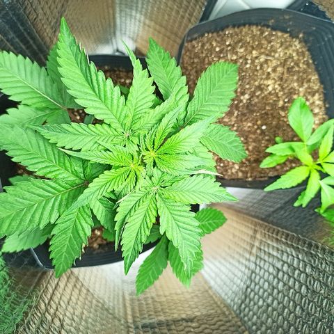 MassSuperSkunk growlog photo: Dia 30