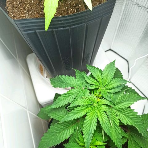 MassSuperSkunk growlog photo: Dia 33