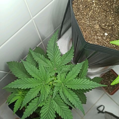 MassSuperSkunk growlog photo: Dia 34