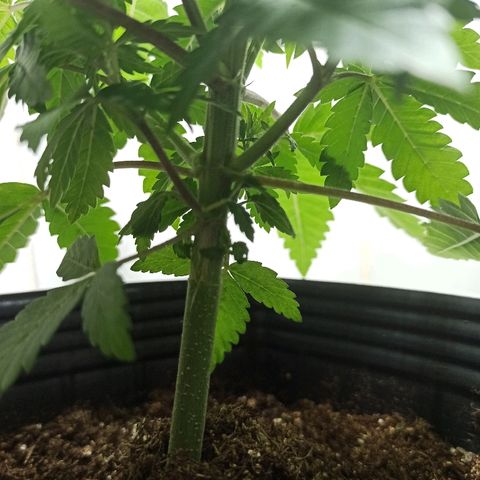 MassSuperSkunk growlog photo: Dia 34
