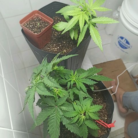 MassSuperSkunk growlog photo: Dia 35