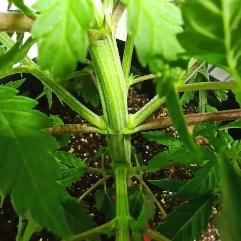 MassSuperSkunk growlog photo: Dia 35