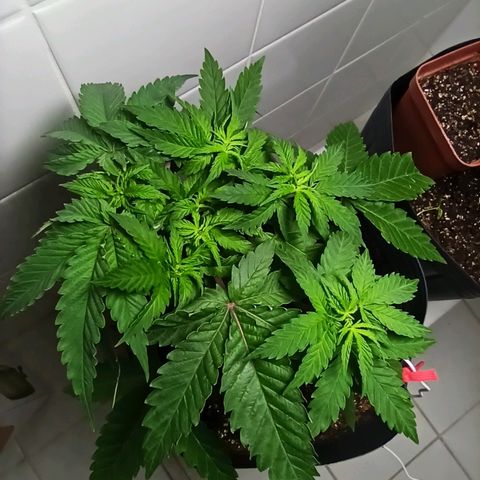 MassSuperSkunk growlog photo: Dia 36