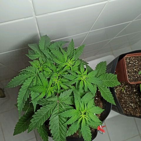 MassSuperSkunk growlog photo: Dia 36
