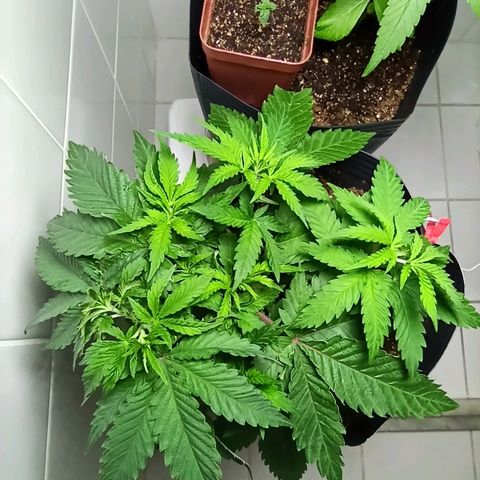 MassSuperSkunk growlog photo: Dia 38