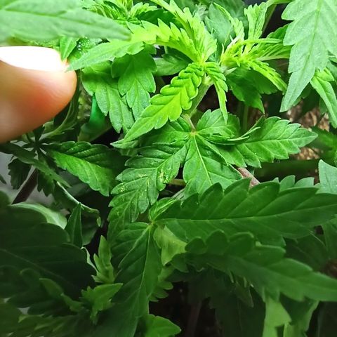 MassSuperSkunk growlog photo: Dia 38