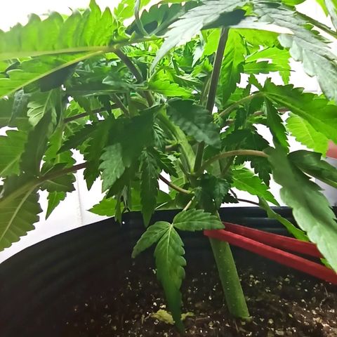 MassSuperSkunk growlog photo: Dia 39