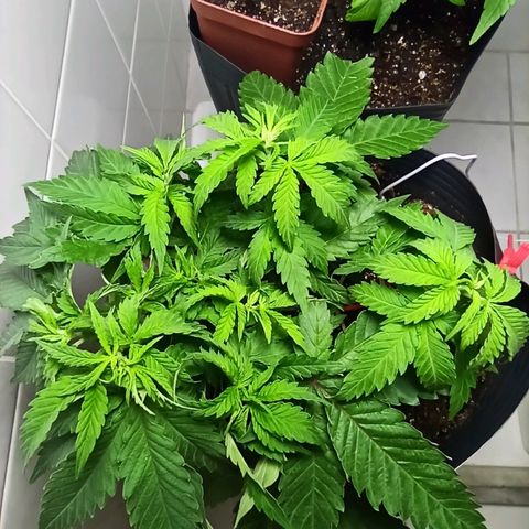 MassSuperSkunk growlog photo: Dia 39