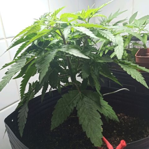 MassSuperSkunk growlog photo: Dia 41