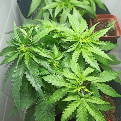 MassSuperSkunk growlog photo: Dia 41