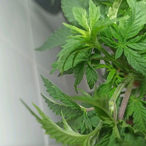 MassSuperSkunk growlog photo: Dia 41