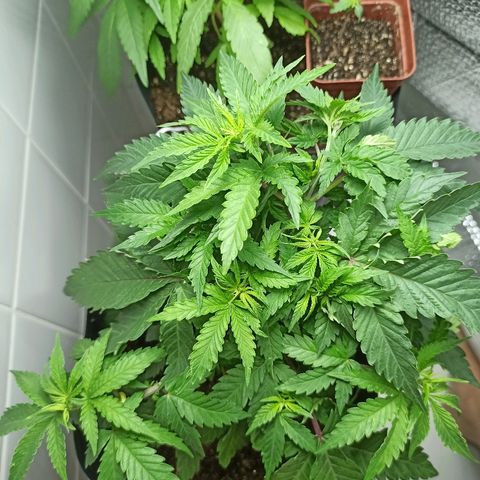 MassSuperSkunk growlog photo: Dia 42
