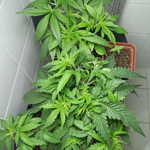 MassSuperSkunk growlog timeline photo