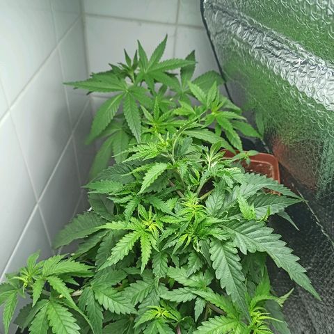 MassSuperSkunk growlog timeline photo