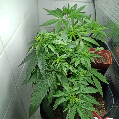 MassSuperSkunk growlog photo: Dia 43