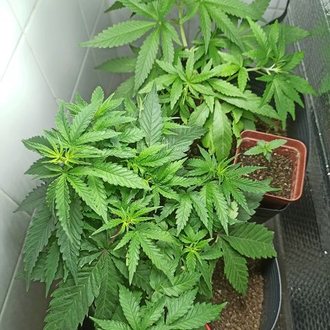 MassSuperSkunk growlog photo: Dia 43
