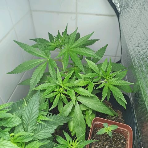 MassSuperSkunk growlog photo: Dia 43